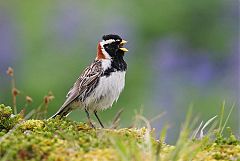 Lapland Longspur